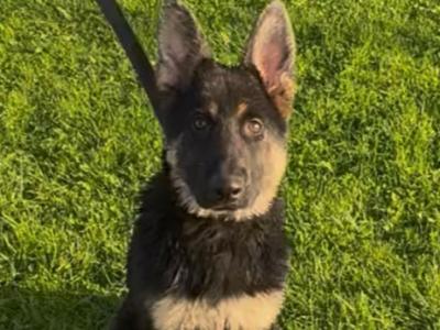 Female German Shepherd in Galway