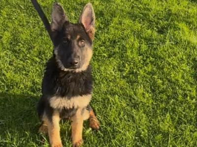 Female German Shepherd puppy 5 months old in Galway