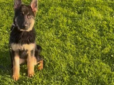 Female German Shepherd in Galway
