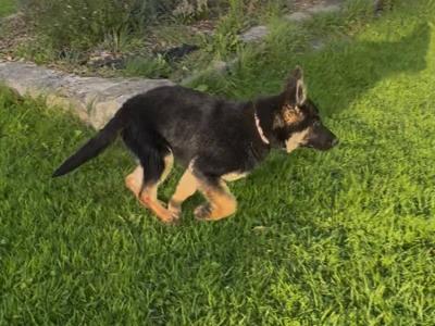 Female German Shepherd in Galway