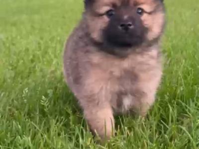 Female Pomeranian puppy in Galway