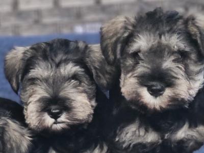 IKC (Pending) miniature puppies in Westmeath
