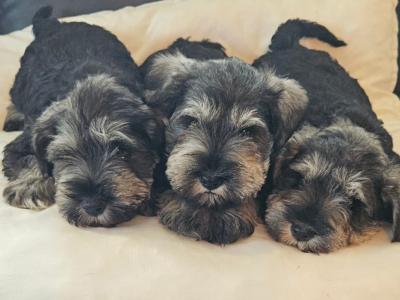 IKC (Pending) miniature puppies in Westmeath