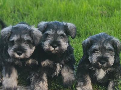 IKC (Pending) miniature puppies in Westmeath