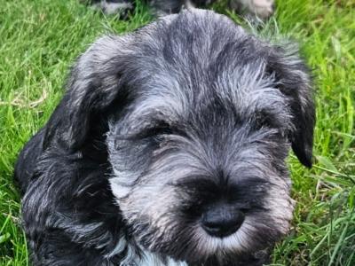 IKC (Pending) miniature puppies in Westmeath