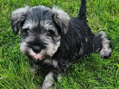 IKC (Pending) miniature puppies in Westmeath