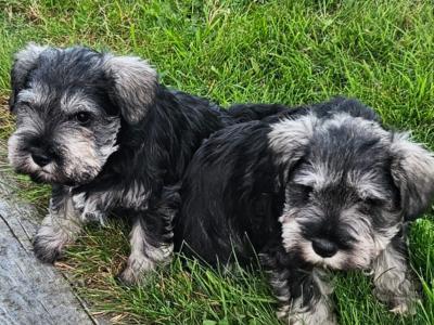 IKC (Pending) miniature puppies in Westmeath