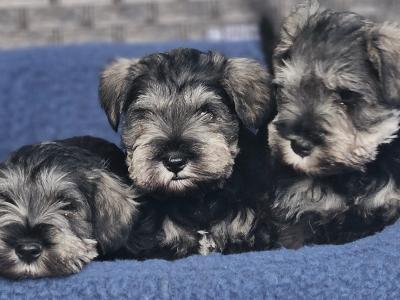 IKC (Pending) miniature puppies in Westmeath