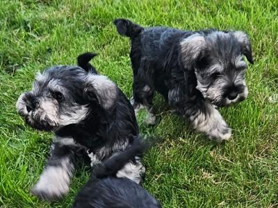 IKC (Pending) miniature puppies in Westmeath