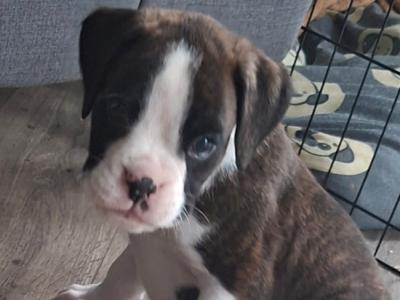 Beautiful Family Reared Boxer puppies (IKC Pending) in Westmeath