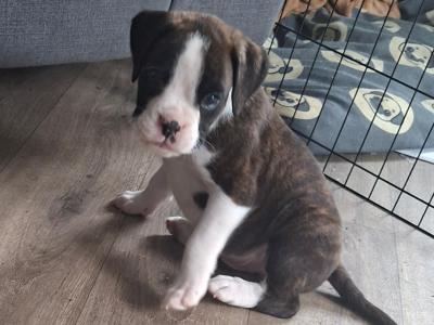 Beautiful Family Reared Boxer puppies IKC Registered (pending) in Westmeath
