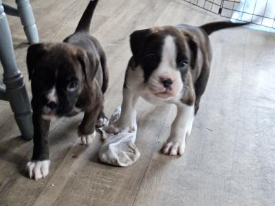 Beautiful Family Reared Boxer puppies (IKC Pending) in Westmeath