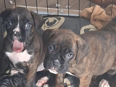 Beautiful Family Reared Boxer puppies (IKC Pending) in Westmeath