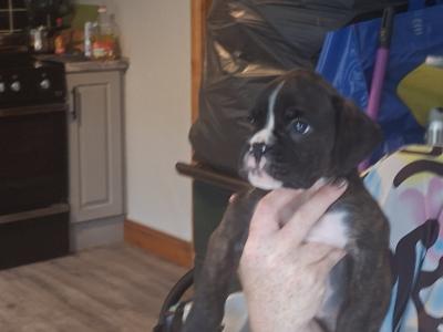 Beautiful Family Reared Boxer puppies (IKC Pending) in Westmeath