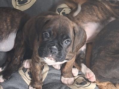 Beautiful Family Reared Boxer puppies (IKC Pending) in Westmeath