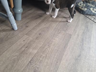 Beautiful Family Reared Boxer puppies (IKC Pending) in Westmeath