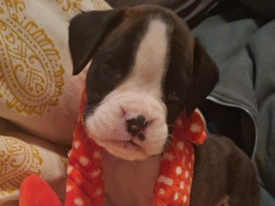 Beautiful Family Reared Boxer puppies (IKC Pending) in Westmeath