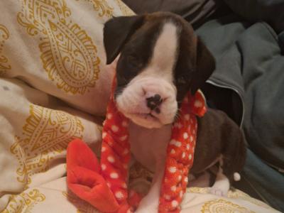 Beautiful Family Reared Boxer puppies IKC Registered (pending) in Westmeath