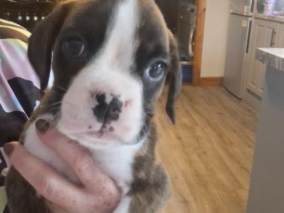 Beautiful Family Reared Boxer puppies (IKC Pending) in Westmeath