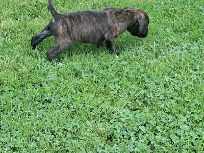 Beautiful Family Reared Boxer puppies (IKC Pending) in Westmeath