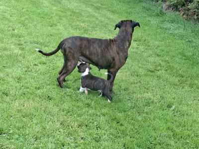Beautiful Family Reared Boxer puppies (IKC Pending) in Westmeath
