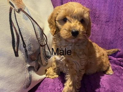 Golden Cockapoo puppies in Carlow