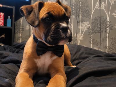 1 beautiful male Boxer puppy left in Tipperary