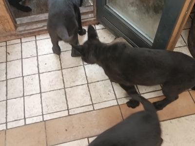 Black German Shepherds