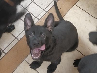 Black German Shepherd puppies in Kerry