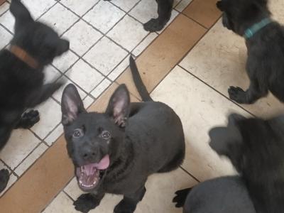 Black German Shepherds