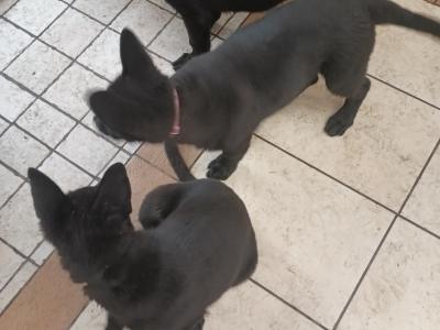 Black German Shepherds