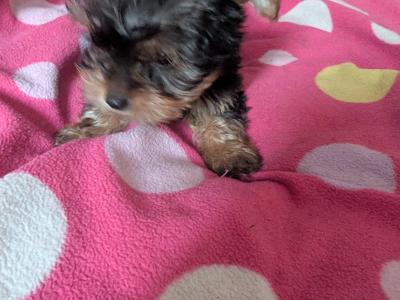 Precious Most Cutest Little Yorkshire Terrier puppies in Mayo