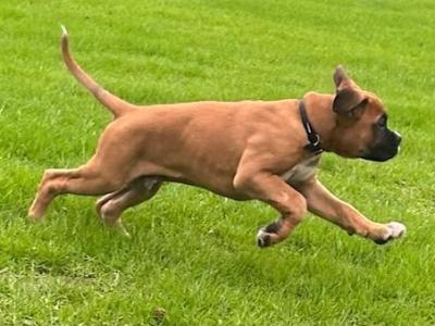 Stunning traditional male boxer in Kilkenny, fully vaccinated and IKC registered