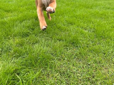 Stunning traditional male boxer in Kilkenny, fully vaccinated and IKC registered