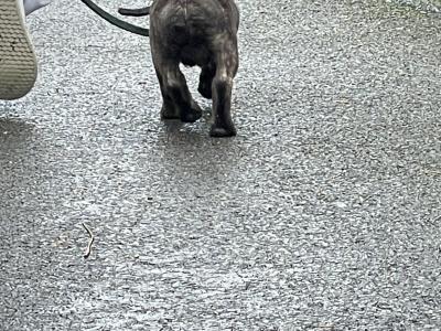 Male Staffordshire Bull Terrier x Jack Russell puppy in Cork