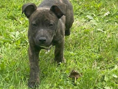 Male Staffordshire Bull Terrier x Jack Russell puppy in Cork