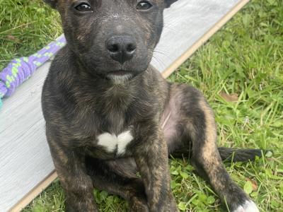 Male Staffordshire Bull Terrier x Jack Russell puppy in Cork