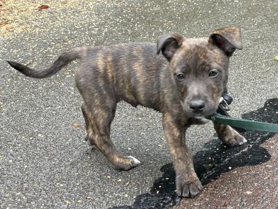 Male Staffordshire Bull Terrier x Jack Russell puppy in Cork