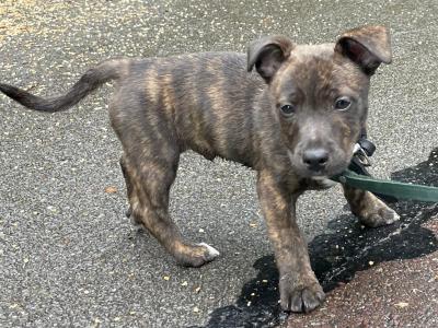 Male Staffordshire Bull Terrier x Jack Russell puppy in Cork