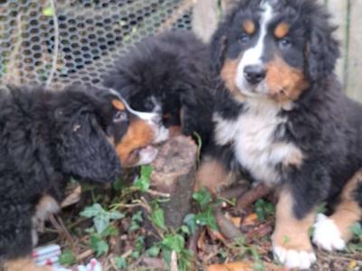 IKC Registered Bernese Mountain Dog puppies in Offaly