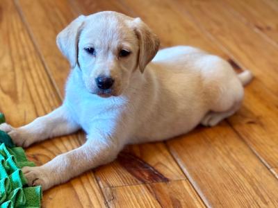 Beautiful golden Labrador puppies