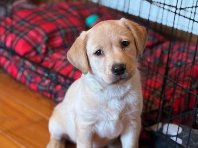 Beautiful golden Labrador puppies
