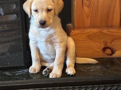 Beautiful golden Labrador puppies