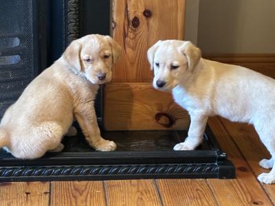 Beautiful golden Labrador puppies