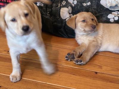 Beautiful golden Labrador puppies