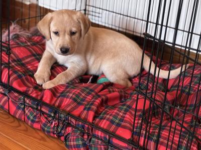 Beautiful golden Labrador puppies