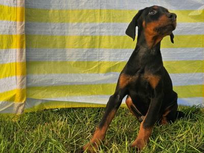 12 weeks old  IKC Registered Dobermann Puppies