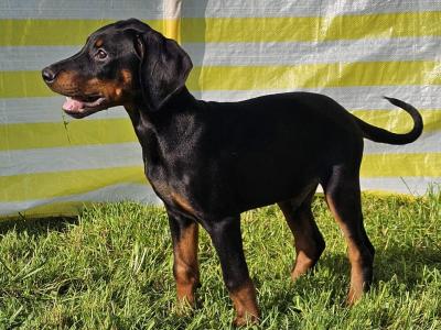 12 weeks old  IKC Registered Dobermann Puppies