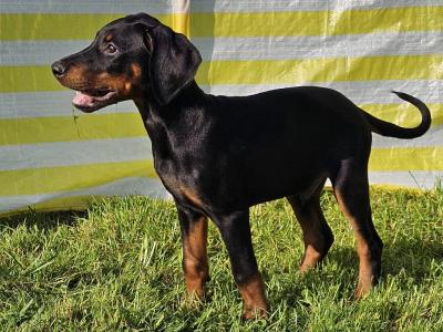 12 Week old IKC Registered Dobermann puppies in Meath