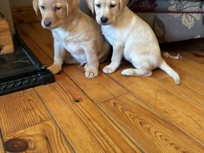 Beautiful golden Labrador puppies